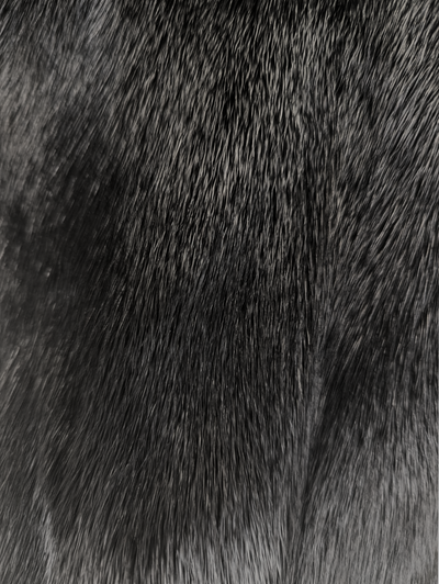 Black Dyed Saga Mink Coat -Large
