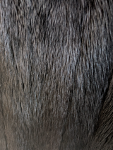 Dark Mink Sable Tails Cape -One Size