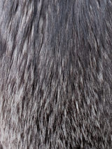 Silver Fox Coat -Medium
