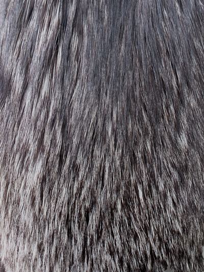 Silver Fox Coat -Medium