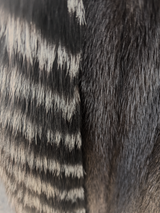 Dark Mink Coat w/ Dyed Fox Trim -Medium